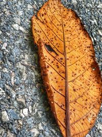 High angle view of autumn leaf on wood