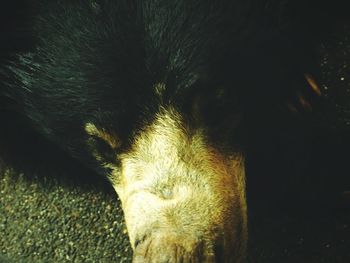 Close-up of dog sleeping