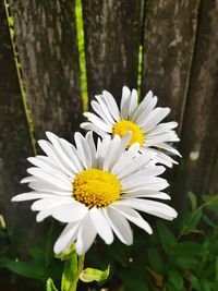 Close-up of white daisy flower