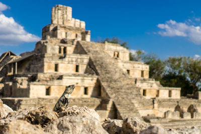 Low angle view of lizard and old building