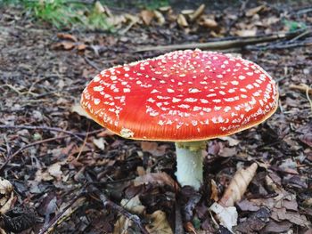 Close-up of mushroom growing on field