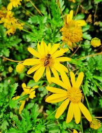 flowering plant