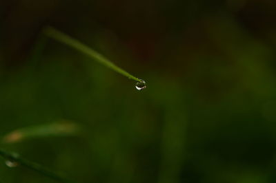 Close-up of wet grass