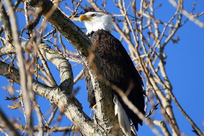 Low angle view of bald eagle perching on bare tree