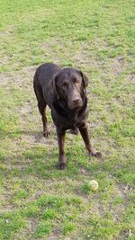 Dog on field