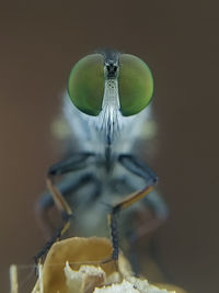 Close-up of insect over black background