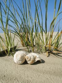 Cat lying on sand