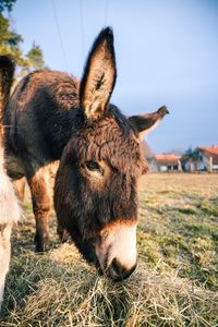 Close-up of a sheep on field