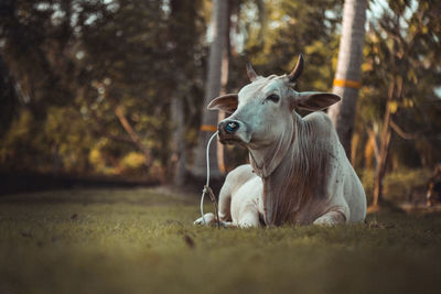 View of an animal on field