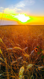 Scenic view of wheat field against sky at sunset