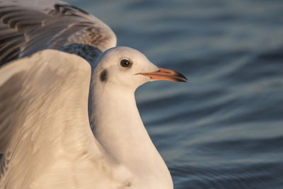 Close-up of bird swimming in sea