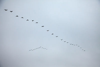 Low angle view of birds flying in the sky