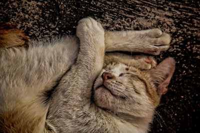 Close-up of a cat with eyes closed