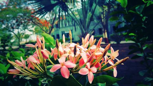 Close-up of flowers blooming outdoors