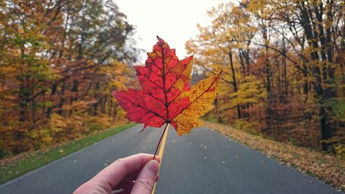 Person holding maple leaves during autumn