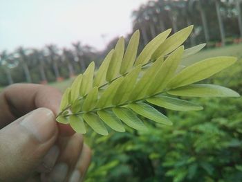 Close-up of cropped hand holding plant