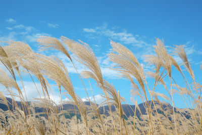 Low angle view of stalks in field against blue sky
