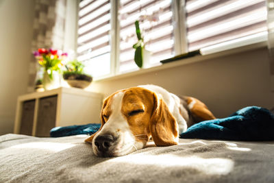 Beagle dog tired sleeps on a couch in bright room. sun lights through window. dog resting