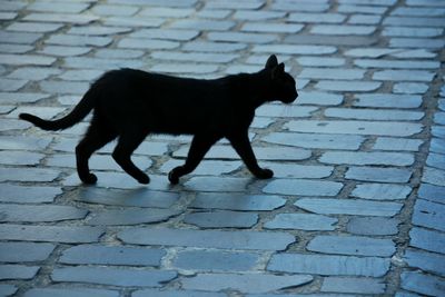 Close-up of cat walking on footpath