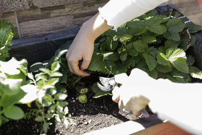 High angle view of woman hand holding flower pot