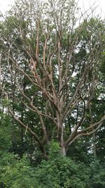 Low angle view of trees against sky