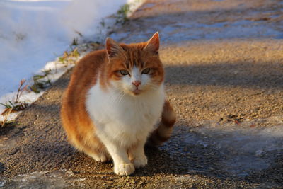 Portrait of cat sitting on land