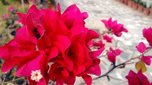 Close-up of pink flowers blooming outdoors