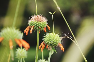 Close-up of flowering plant