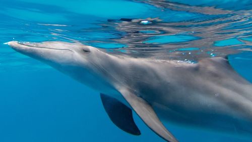 View of dolphin swimming in sea