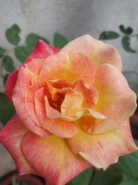 Close-up of pink rose