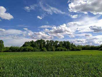 Scenic view of agricultural field against sky