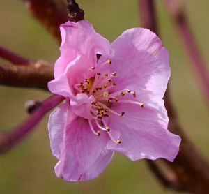 Close-up of pink cherry blossom