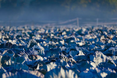 Close-up of snow covered land