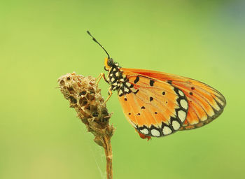 Close-up of butterfly perching on leaf