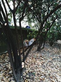 Bird on tree in forest