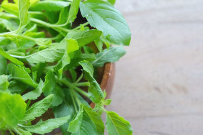 Close-up of fresh green leaves