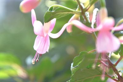 Close-up of pink flowers