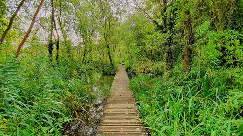 Boardwalk amidst trees in forest