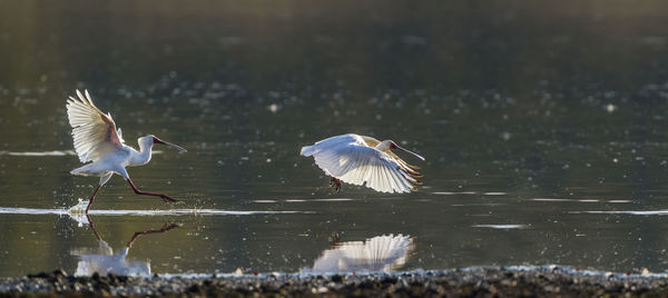 Seagulls flying over lake