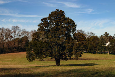 Trees on field against sky