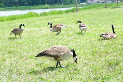 Ducks on field