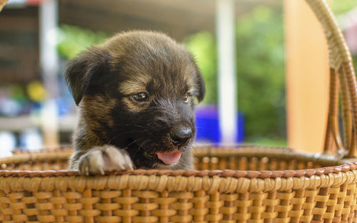 Close-up of puppy in basket