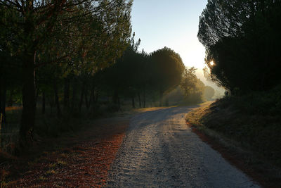 Road passing through trees