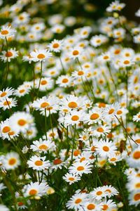 Close-up of white daisy flowers