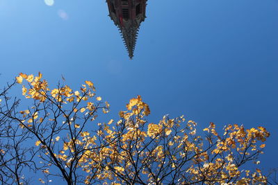 Low angle view of tree against blue sky