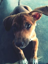 Close-up portrait of dog