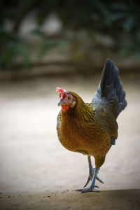 Close-up of a bird