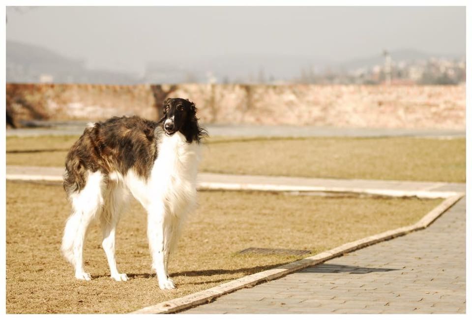 animal themes, domestic animals, one animal, mammal, pets, dog, transfer print, full length, auto post production filter, focus on foreground, day, sitting, field, outdoors, relaxation, running, beach, side view, standing, no people