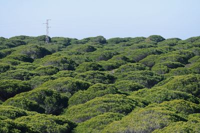 Scenic view of trees against clear sky