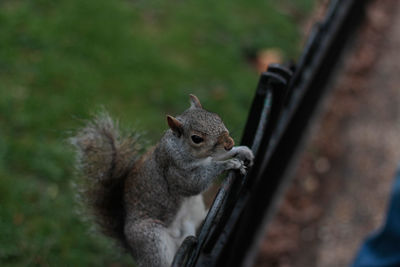 Close-up of squirrel holding metal